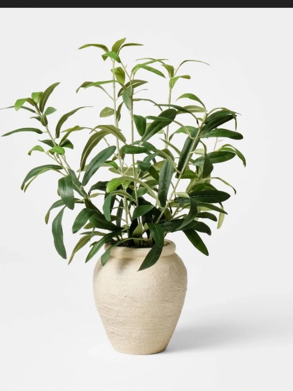 Small Olive Leaf Arrangement - Threshold™ designed with Studio McGee